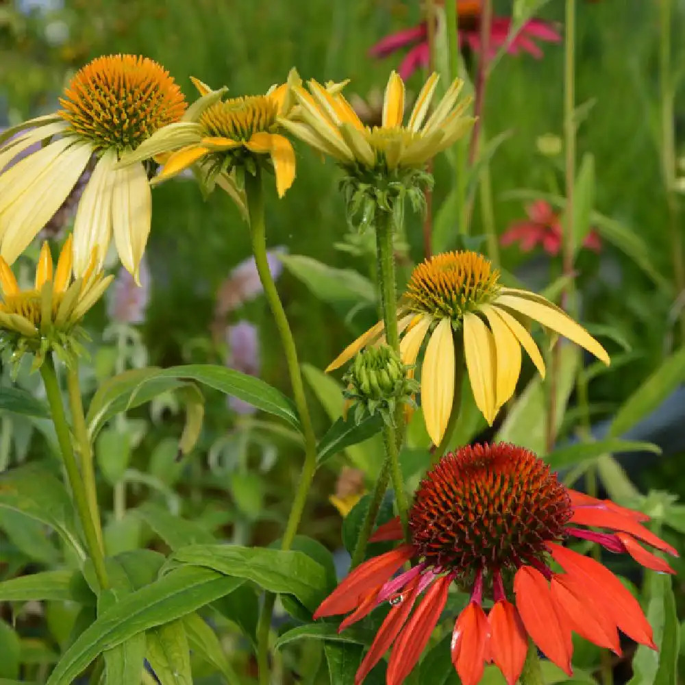 ECHINACEA 'Cheyenne Spirit'
