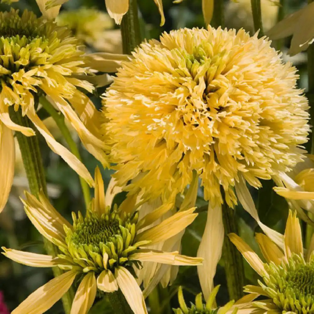 ECHINACEA 'Coupe Soleil'