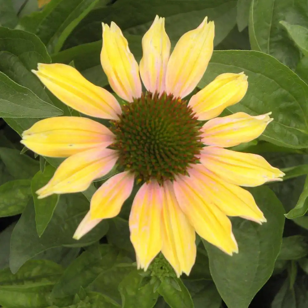 ECHINACEA 'Evening Glow'®