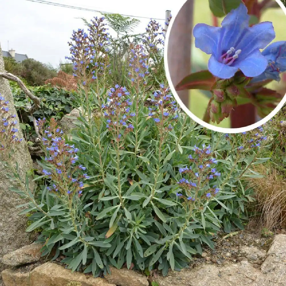 ECHIUM gentianoides