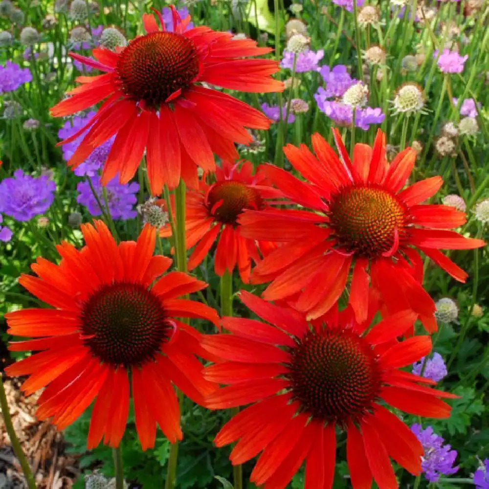 ECHINACEA 'Hot Lava'®