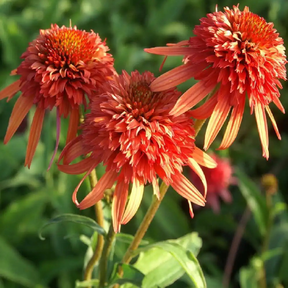 ECHINACEA 'Irresistible'®