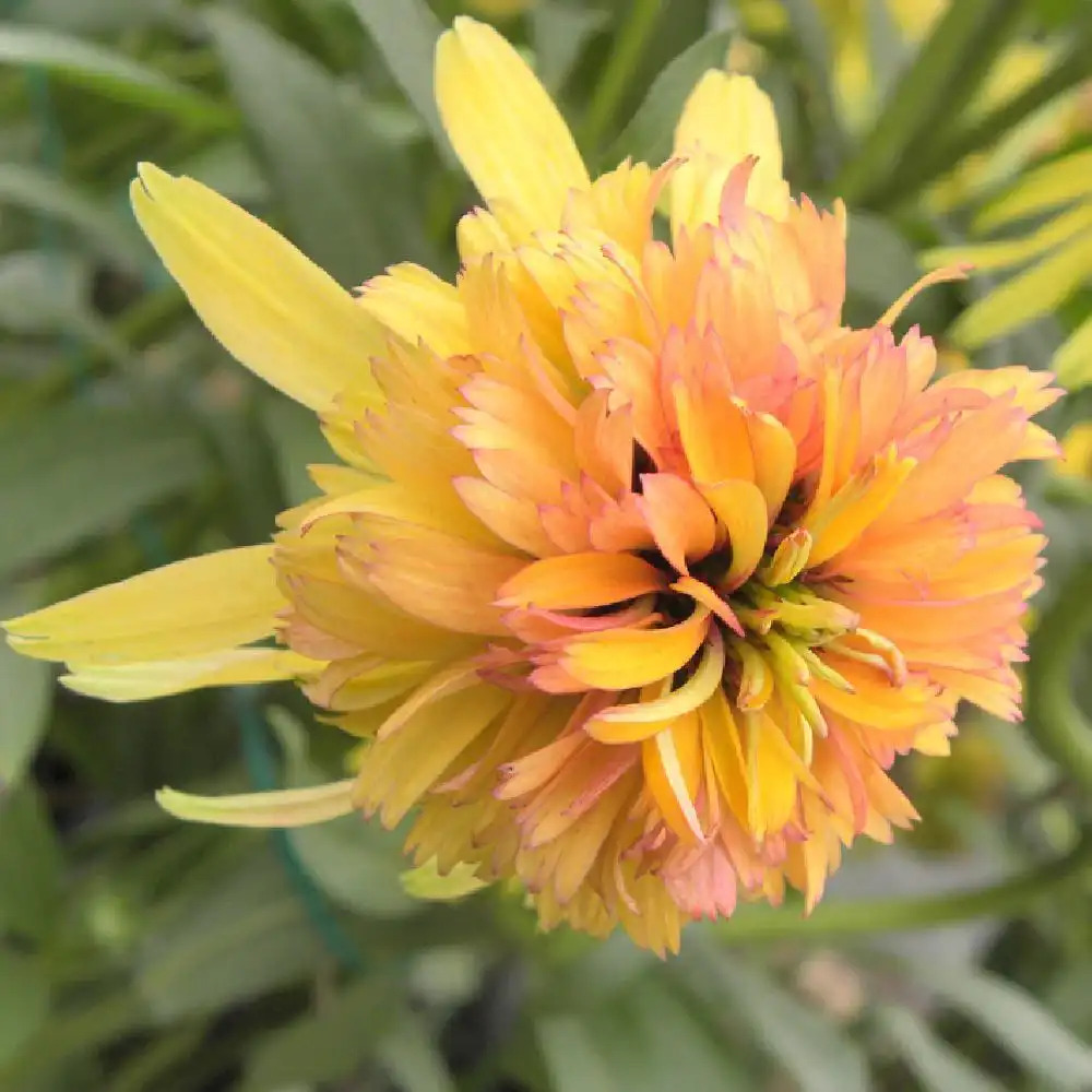 ECHINACEA 'Marmalade' ®