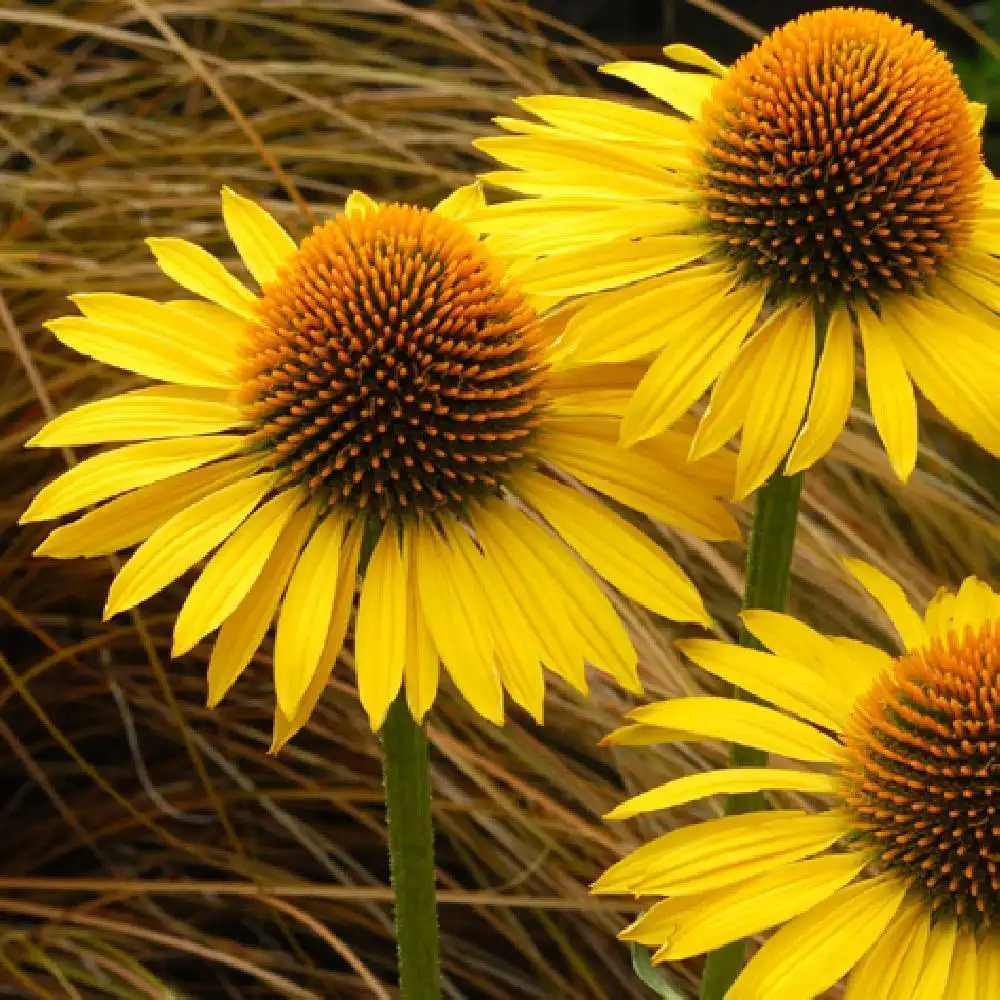 ECHINACEA 'Maui Sunshine'®