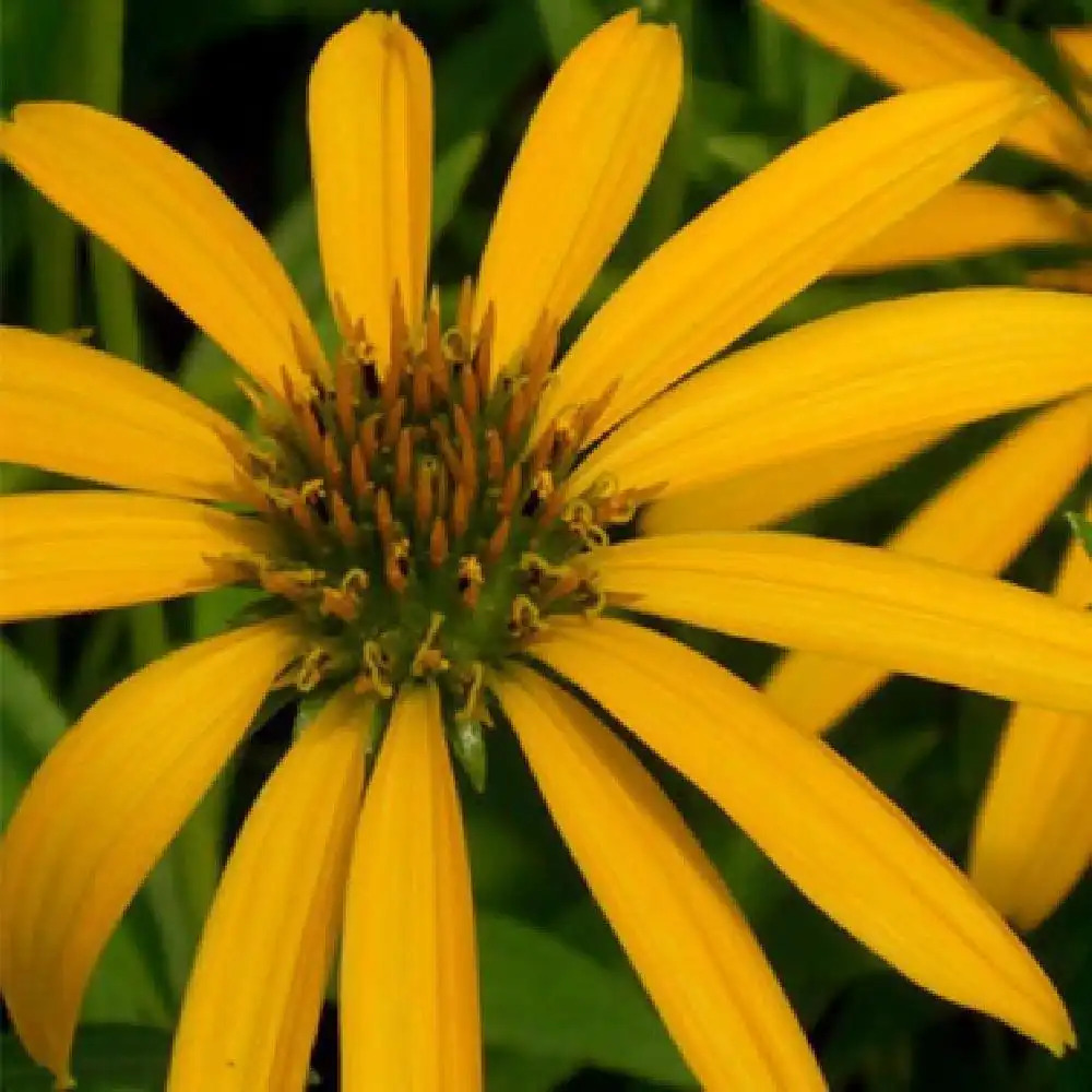 ECHINACEA 'Mango'