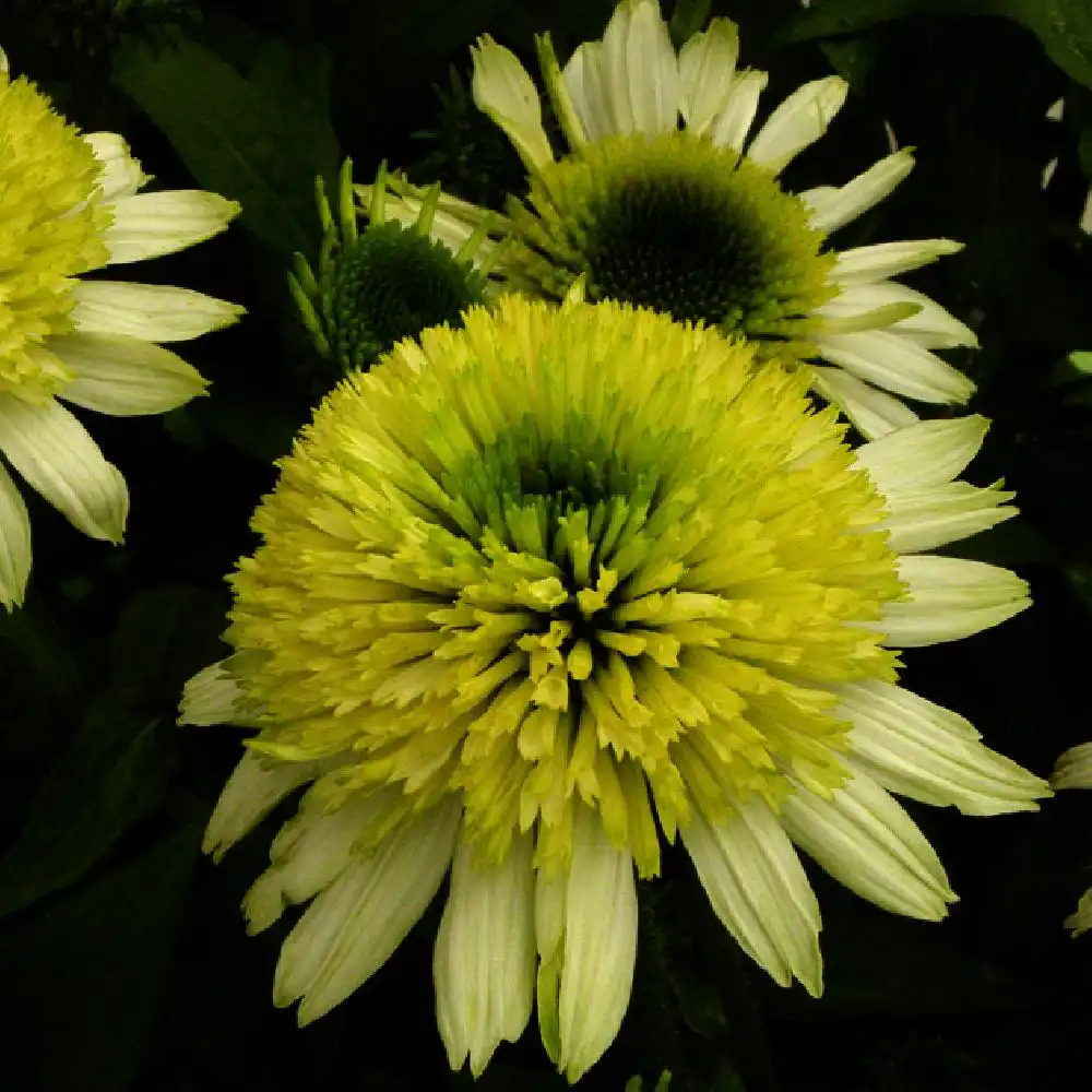 ECHINACEA 'Meringue' ®