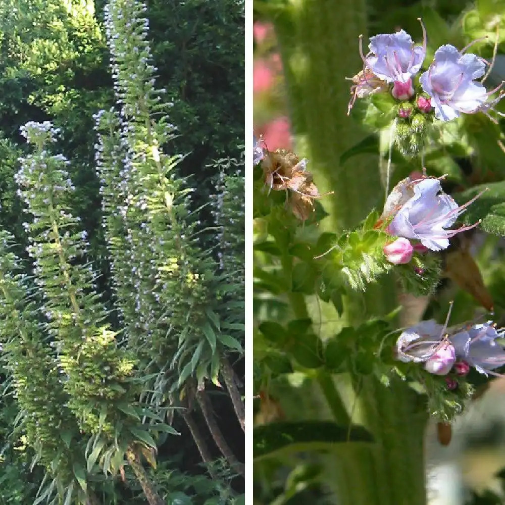 ECHIUM pininana.' image 2