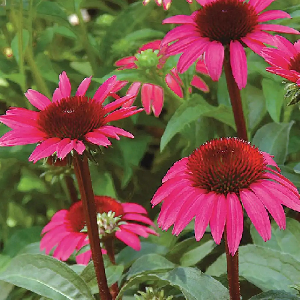 ECHINACEA purpurea 'After Midnight'