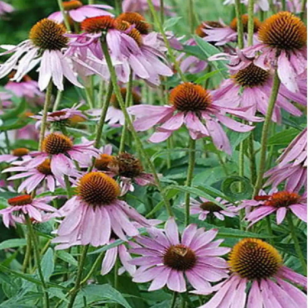 ECHINACEA purpurea 'Fountain Light Purple'