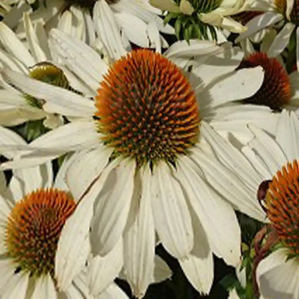 ECHINACEA purpurea 'Innocent Meadow Mama'