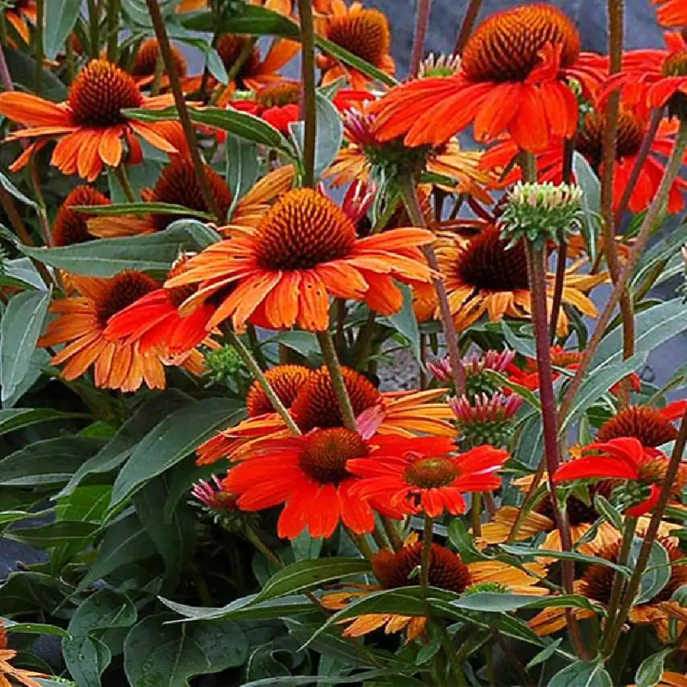 ECHINACEA purpurea 'Kismet Intense Orange'