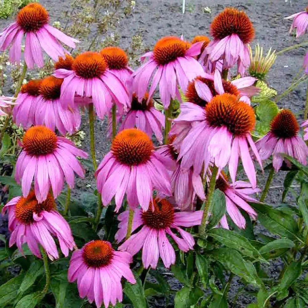 ECHINACEA purpurea 'Kim's Knee High'®