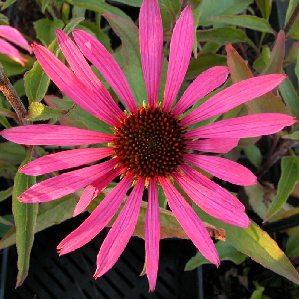 ECHINACEA purpurea 'Maxima'