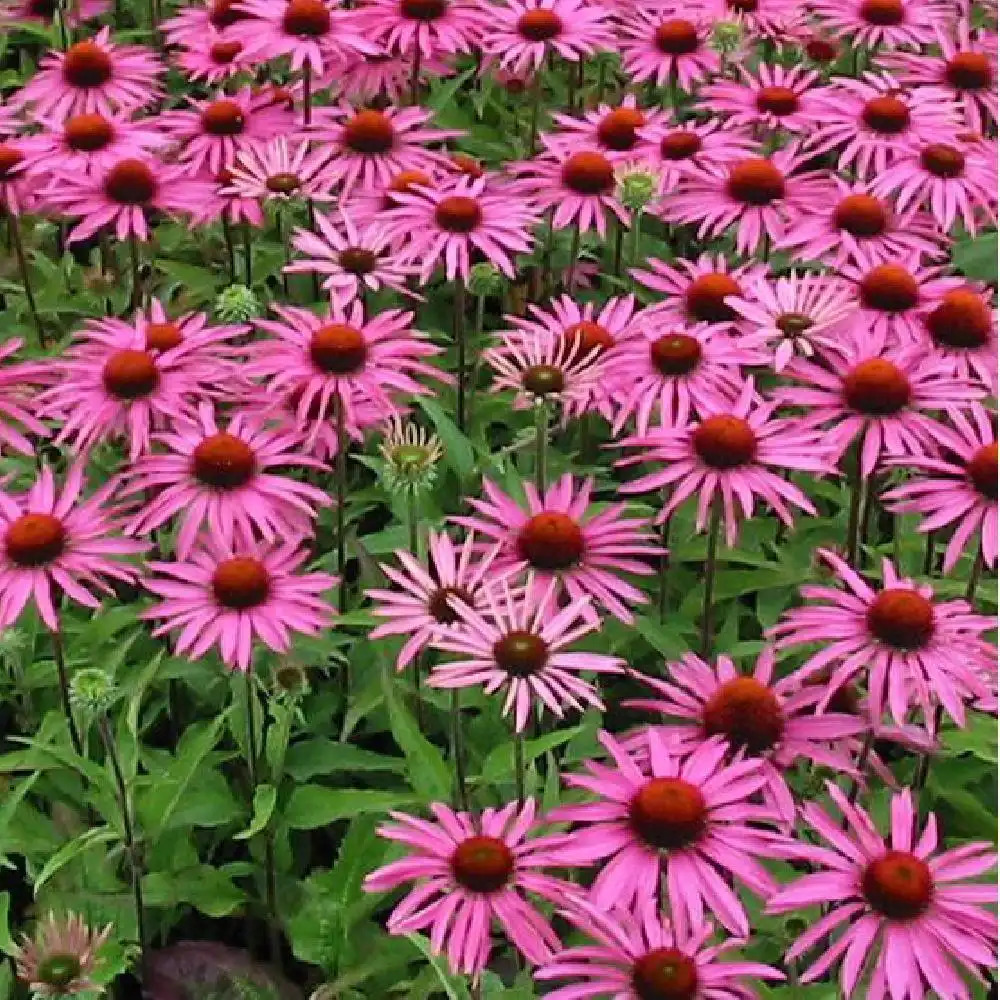 ECHINACEA purpurea 'Magnus'