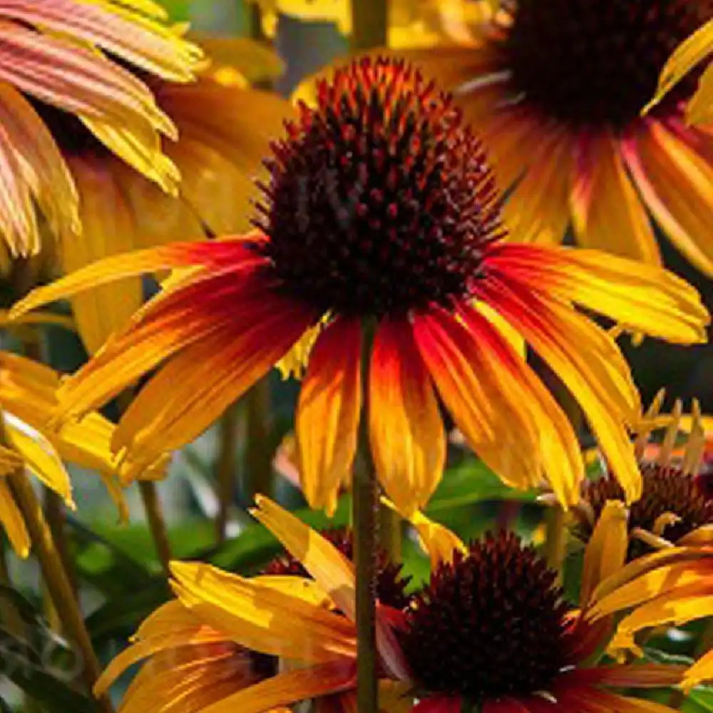 ECHINACEA purpurea 'Parrot'