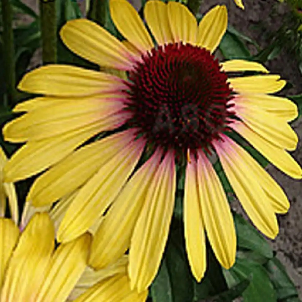 ECHINACEA purpurea 'Rainbow Yellow'