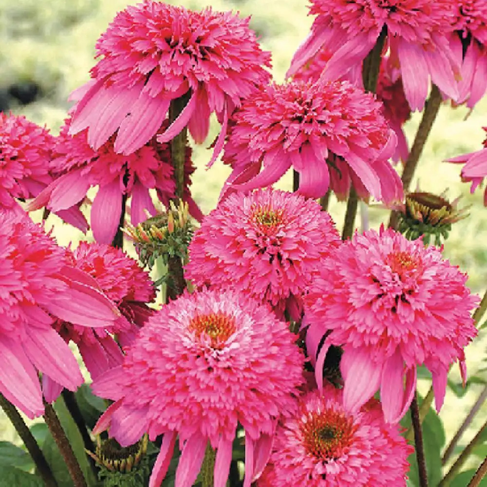 ECHINACEA purpurea 'Razzmatazz'