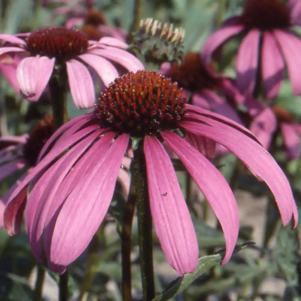 ECHINACEA purpurea 'Sonnenlachs'