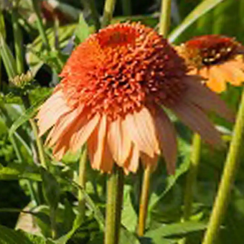 ECHINACEA purpurea 'Supreme Cantaloupe'