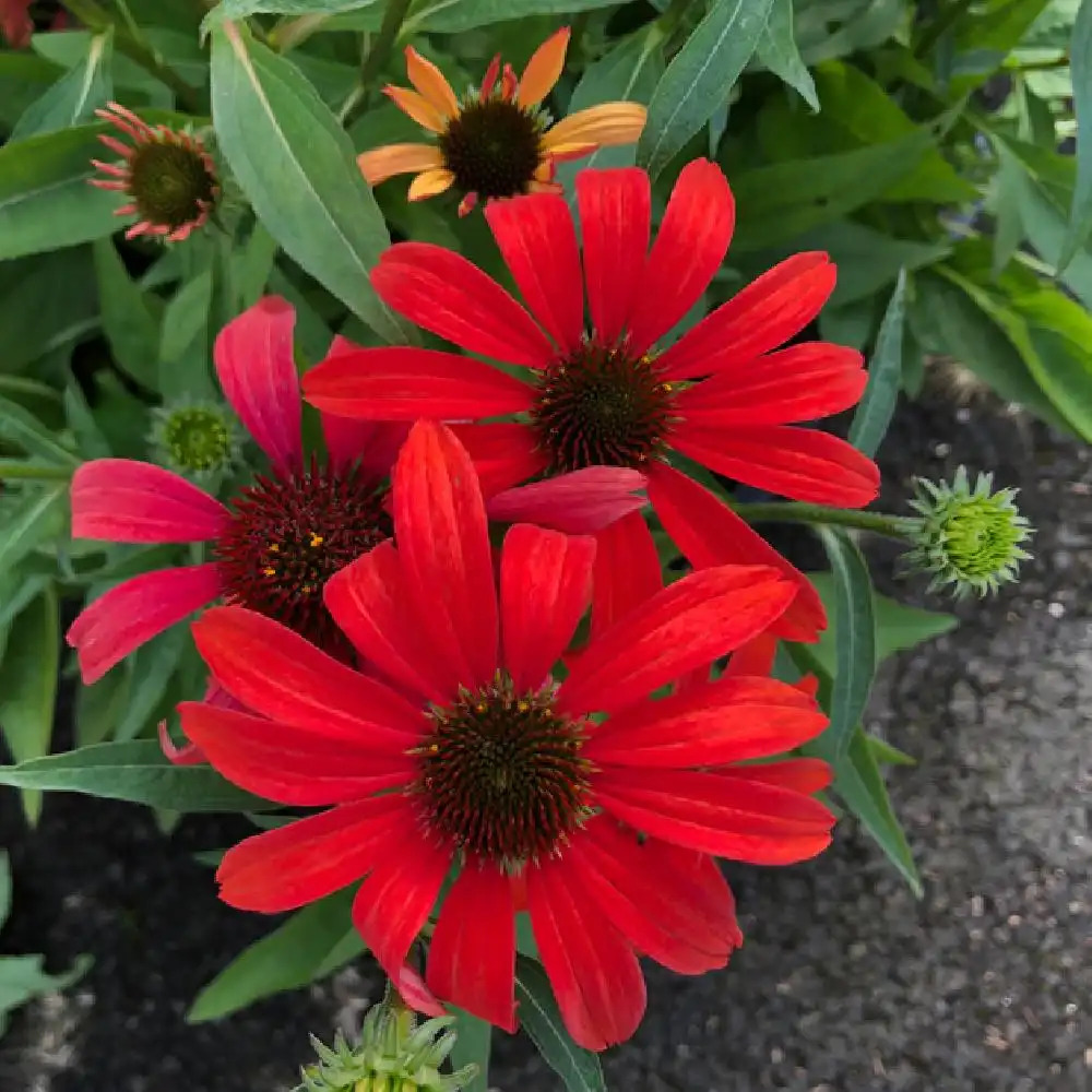 ECHINACEA purpurea 'Sunseekers Coral'