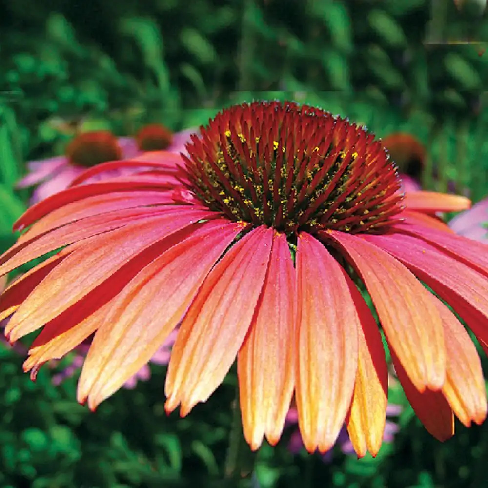 ECHINACEA purpurea 'Summer Sky'