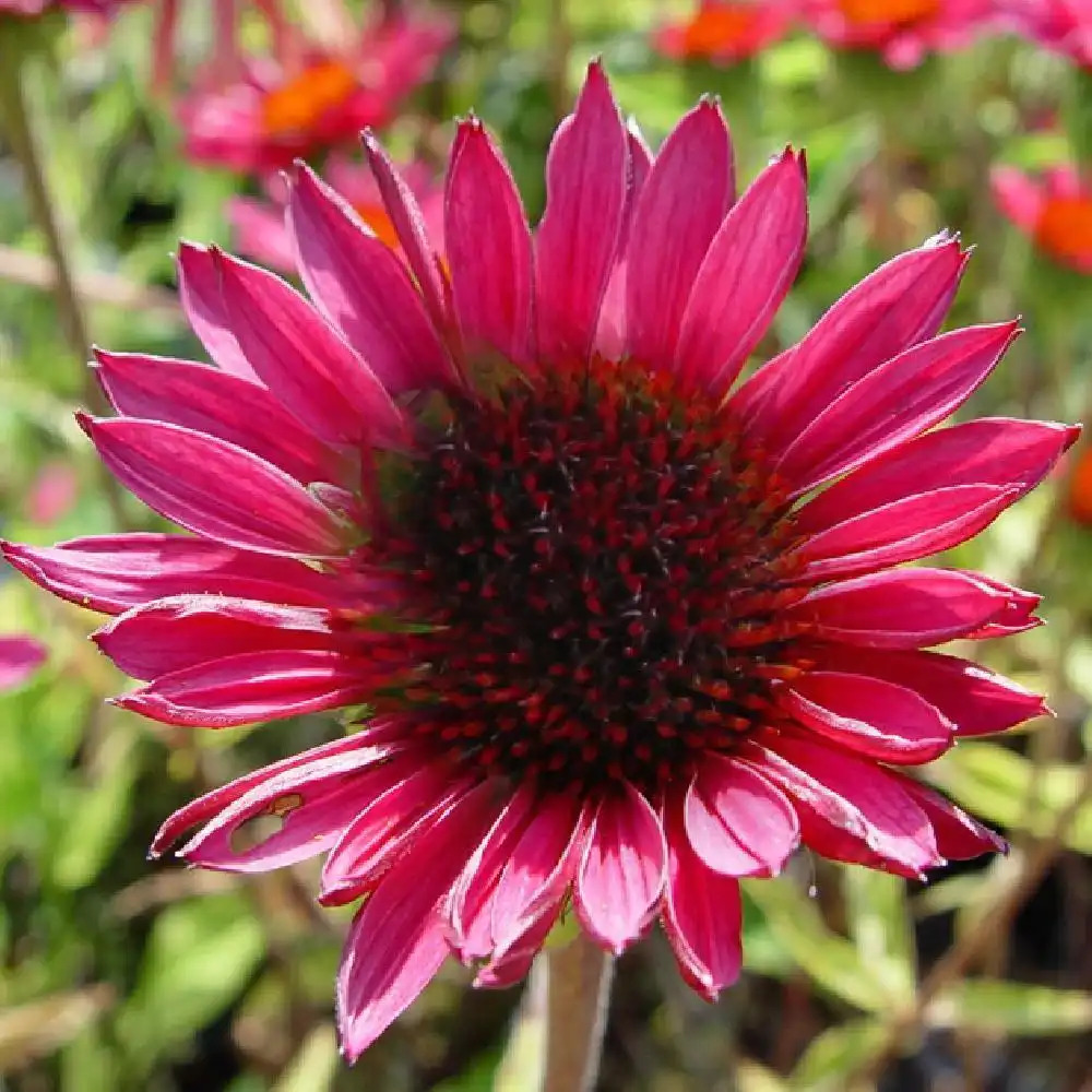 ECHINACEA purpurea 'Vintage Wine'