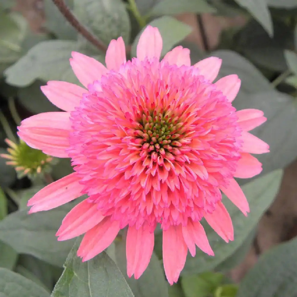 ECHINACEA 'Raspberry Truffle'®