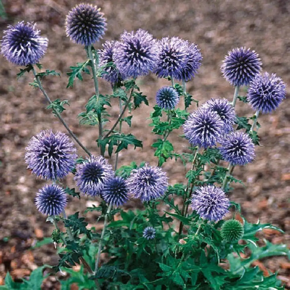 ECHINOPS ritro