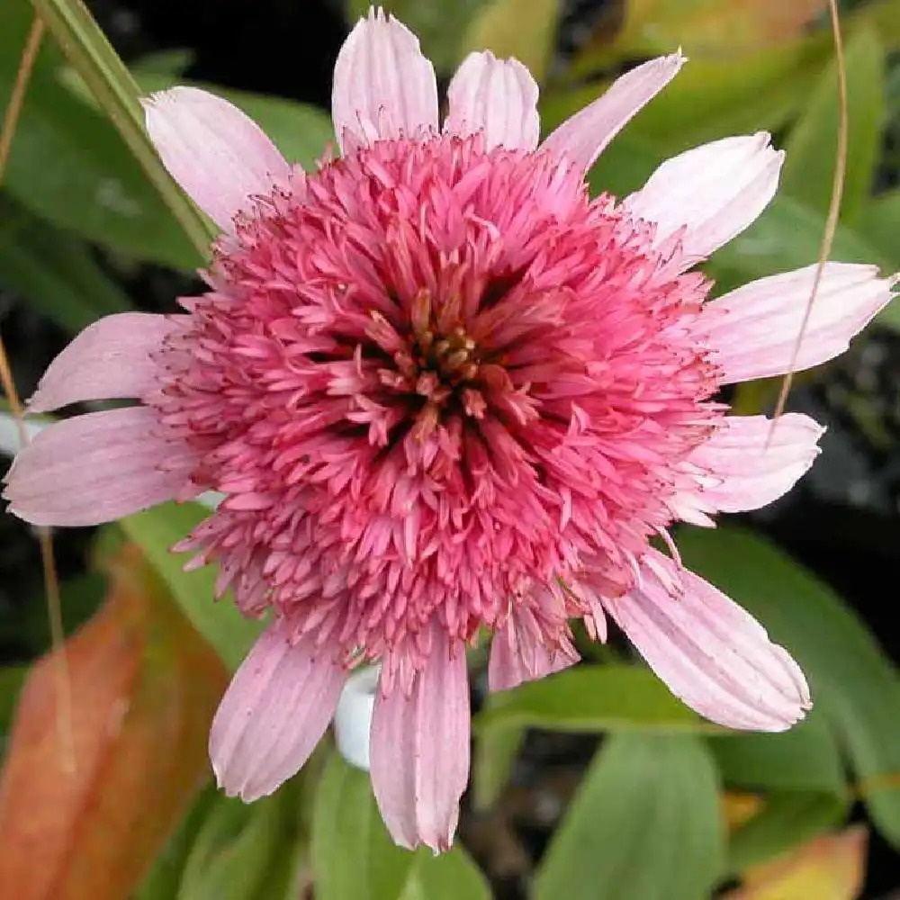 ECHINACEA 'Secret Romance'®