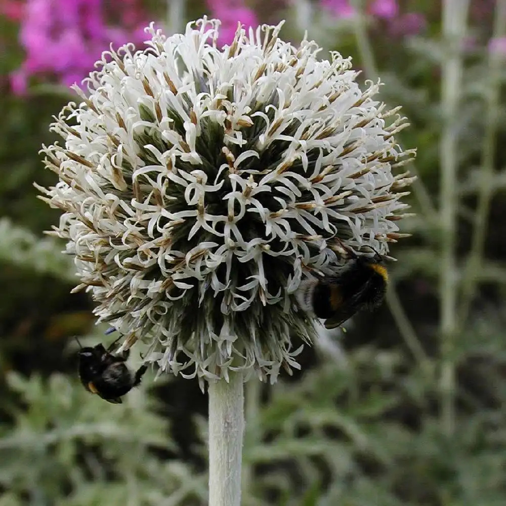 ECHINOPS sphaerocephalus 'Niveus'