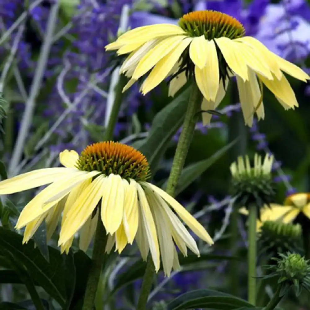 ECHINACEA 'Sunrise'