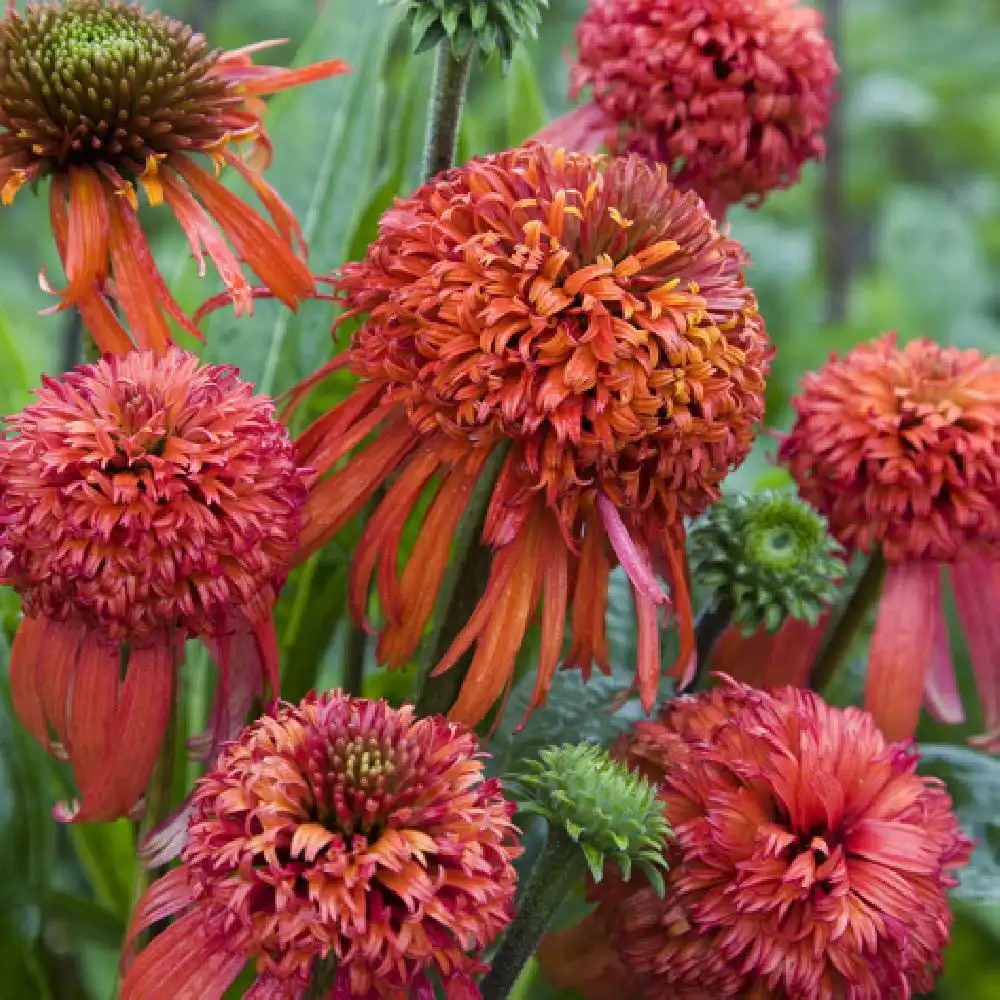 ECHINACEA 'Summer Samba'®