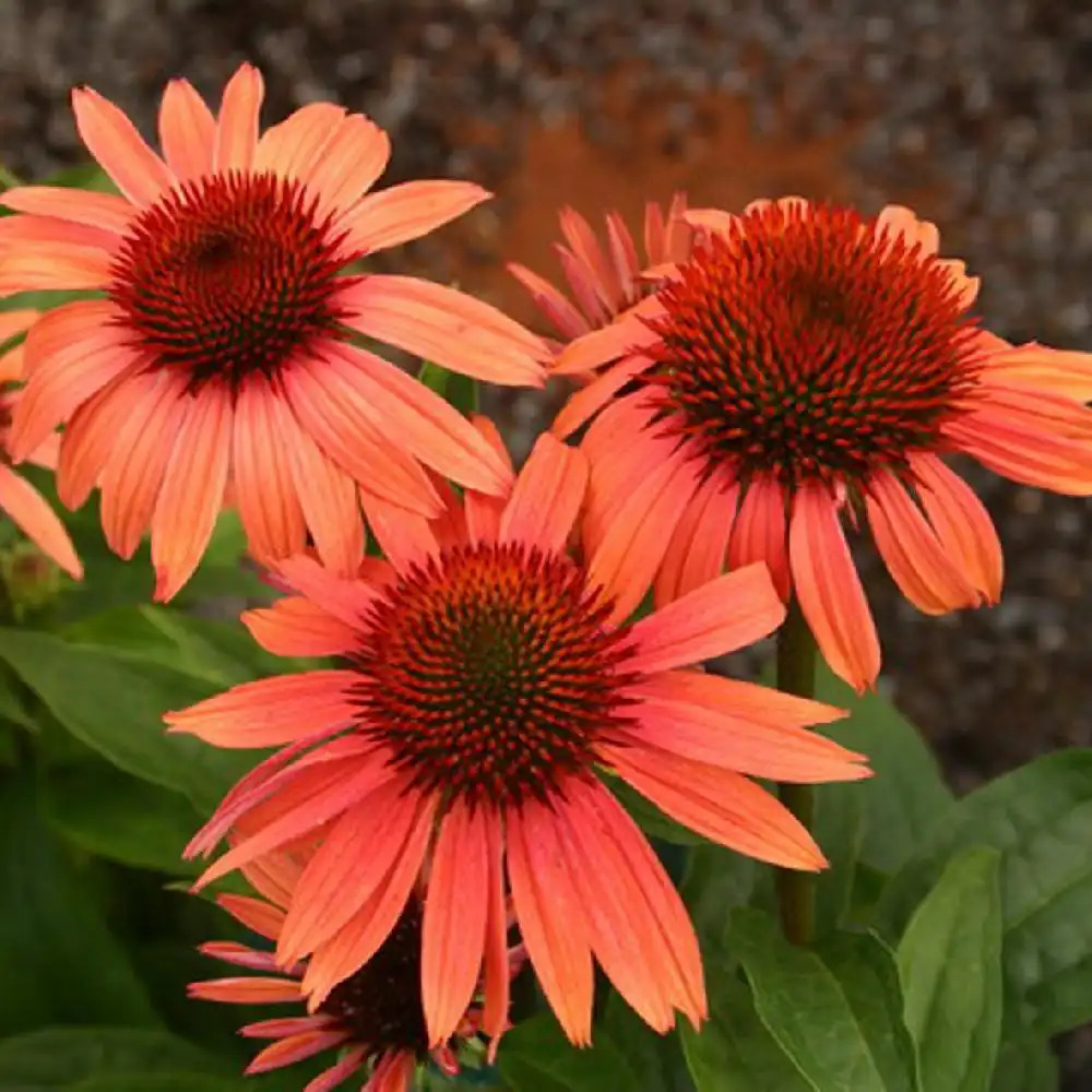 ECHINACEA 'Sunset'