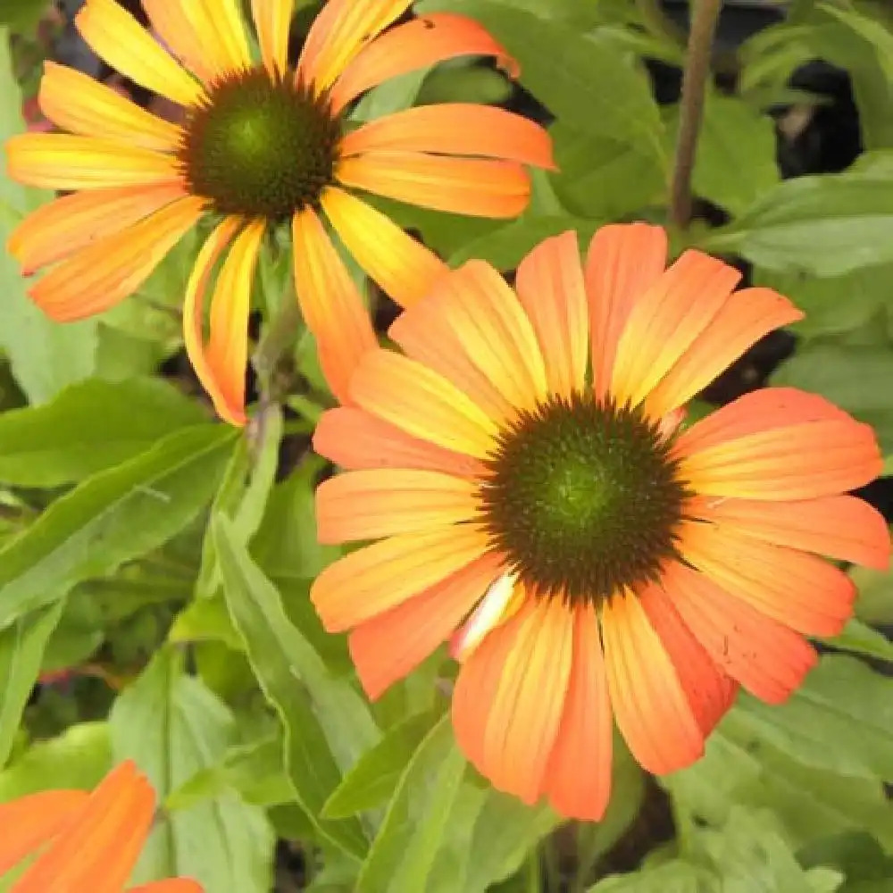 ECHINACEA 'Tangerine Dream'®