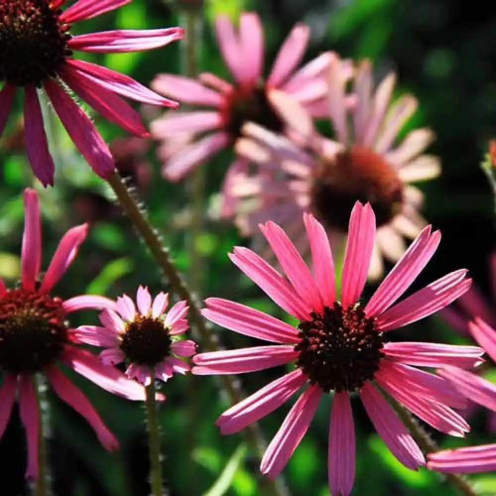 ECHINACEA tenesseensis 'Rocky Top Hybrids'