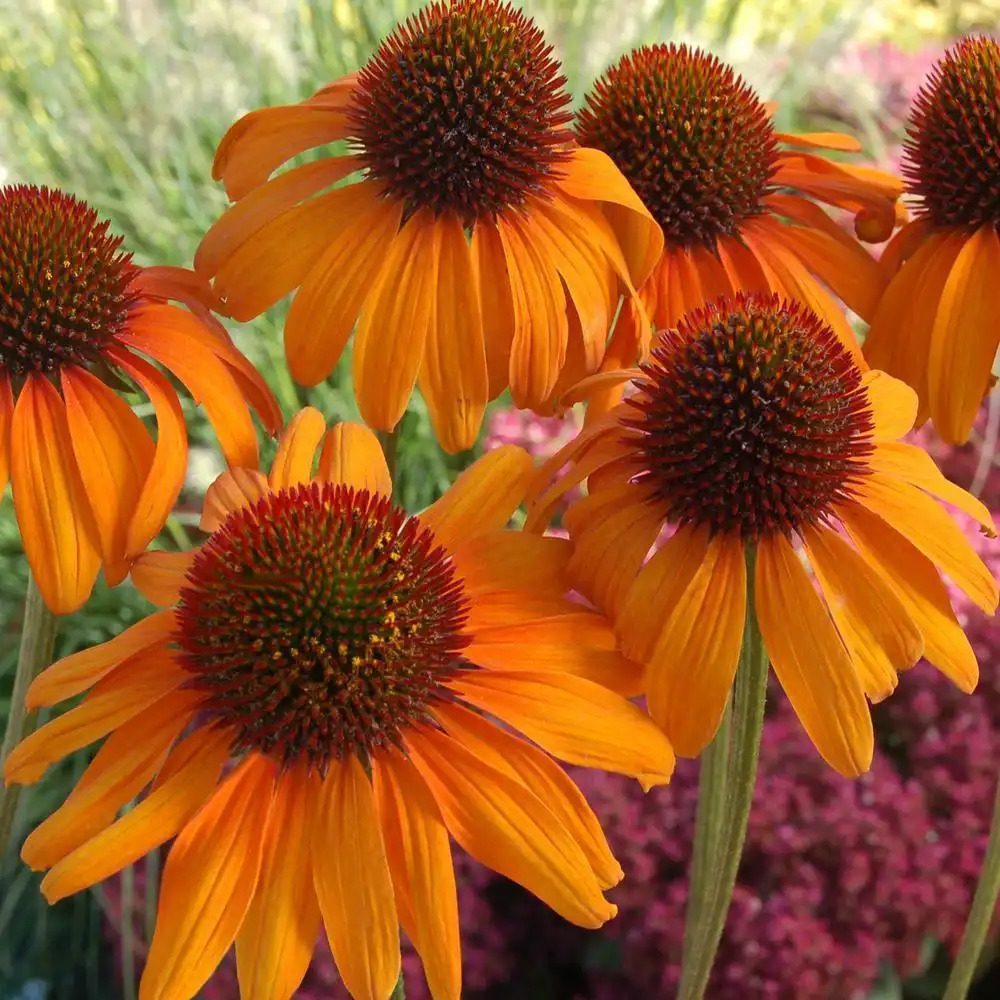 ECHINACEA 'Tiki Torch'