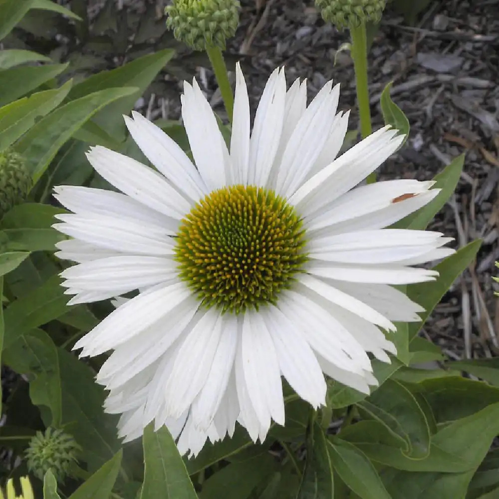 ECHINACEA 'Virgin'®