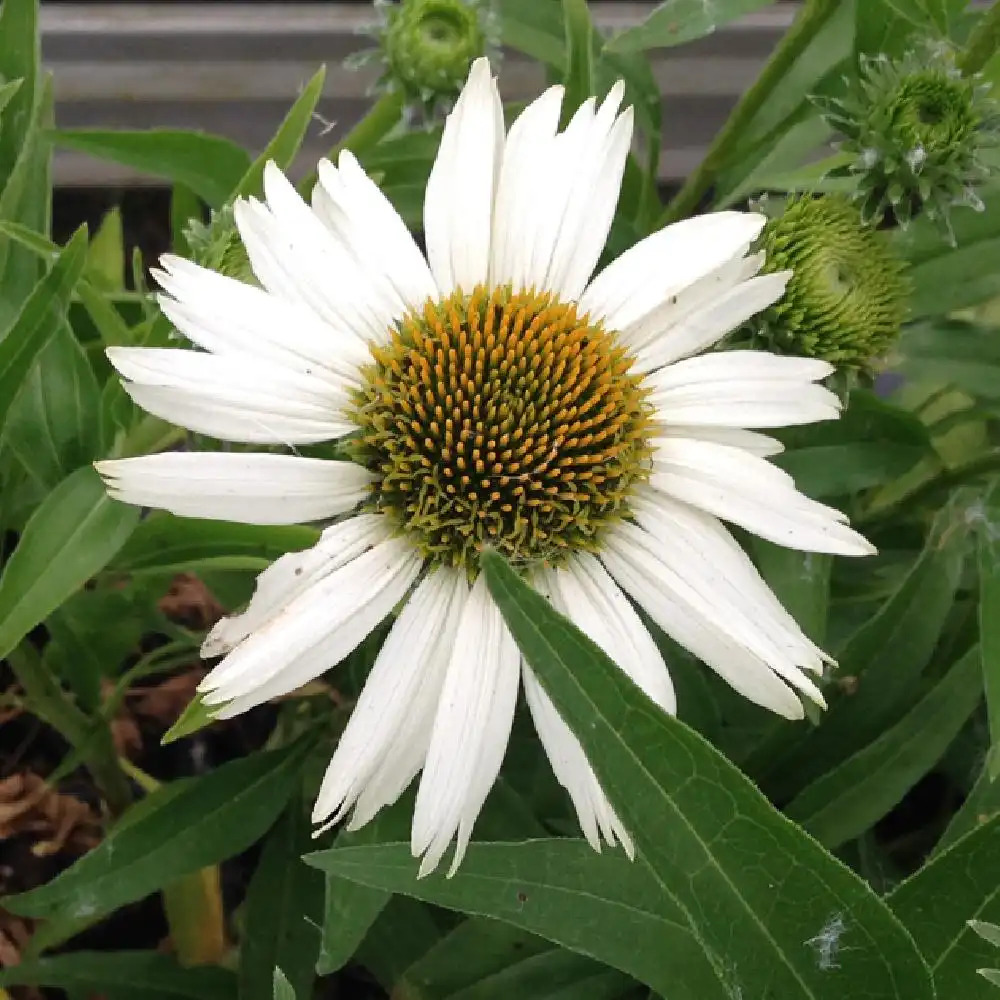 ECHINACEA 'White Meditation'®