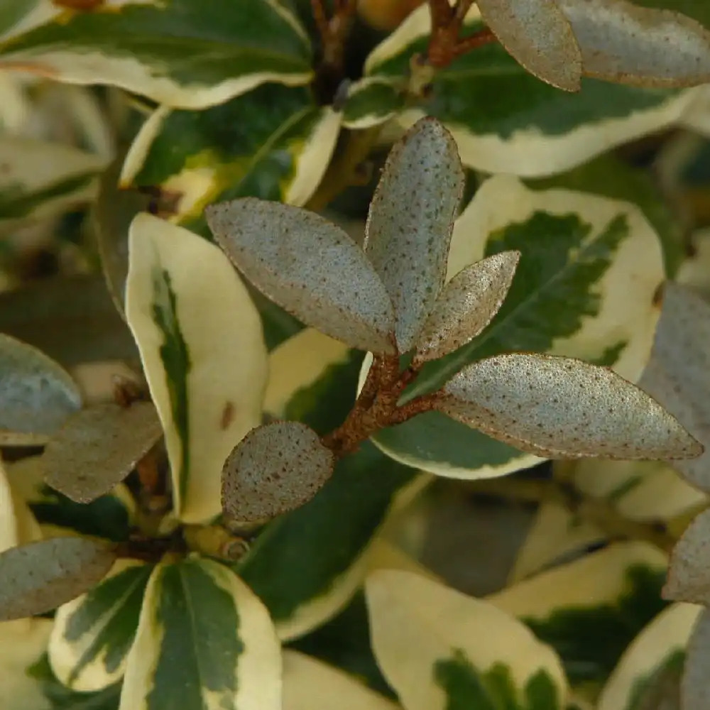 ELAEAGNUS x ebbingei 'Gilt Edge'