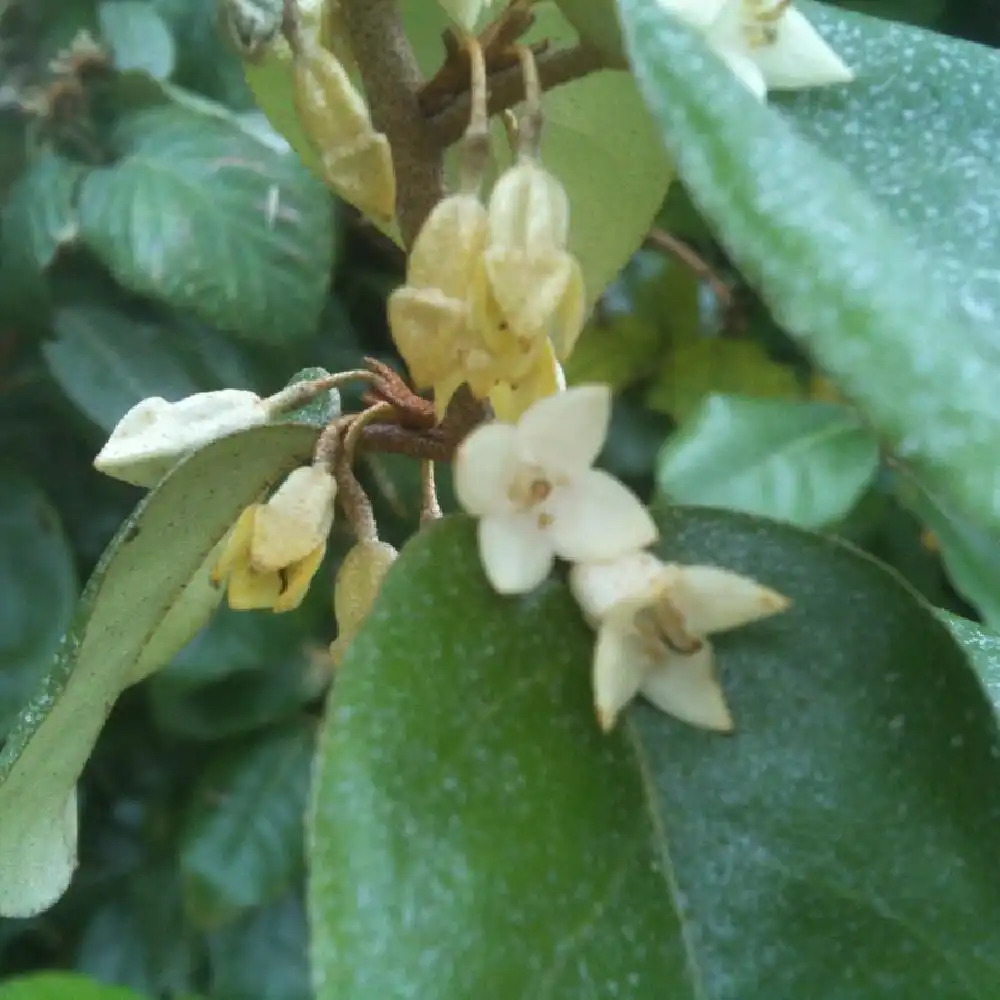 ELAEAGNUS x ebbingei