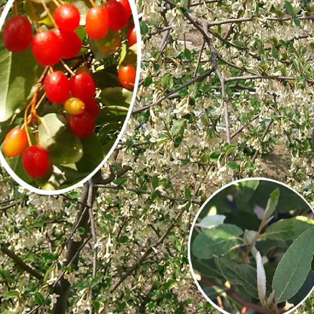 ELAEAGNUS multiflora