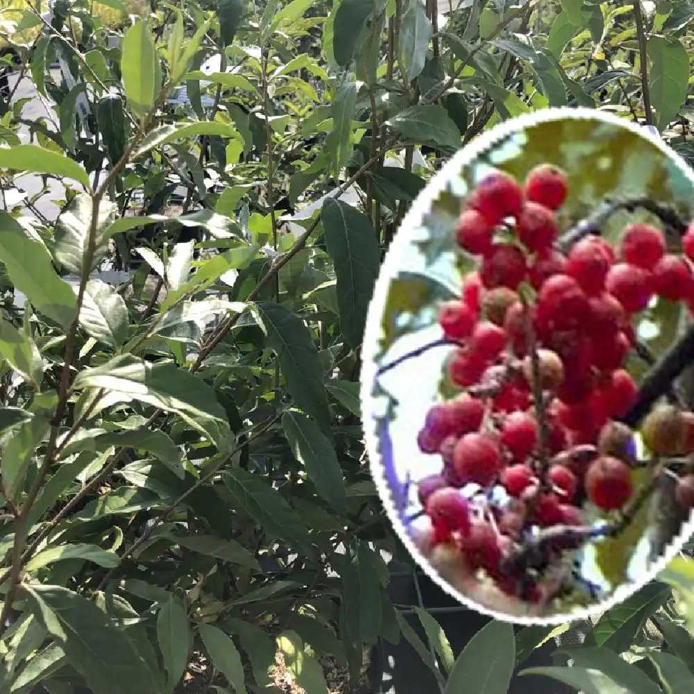 ELAEAGNUS umbellata 'Amoroso'