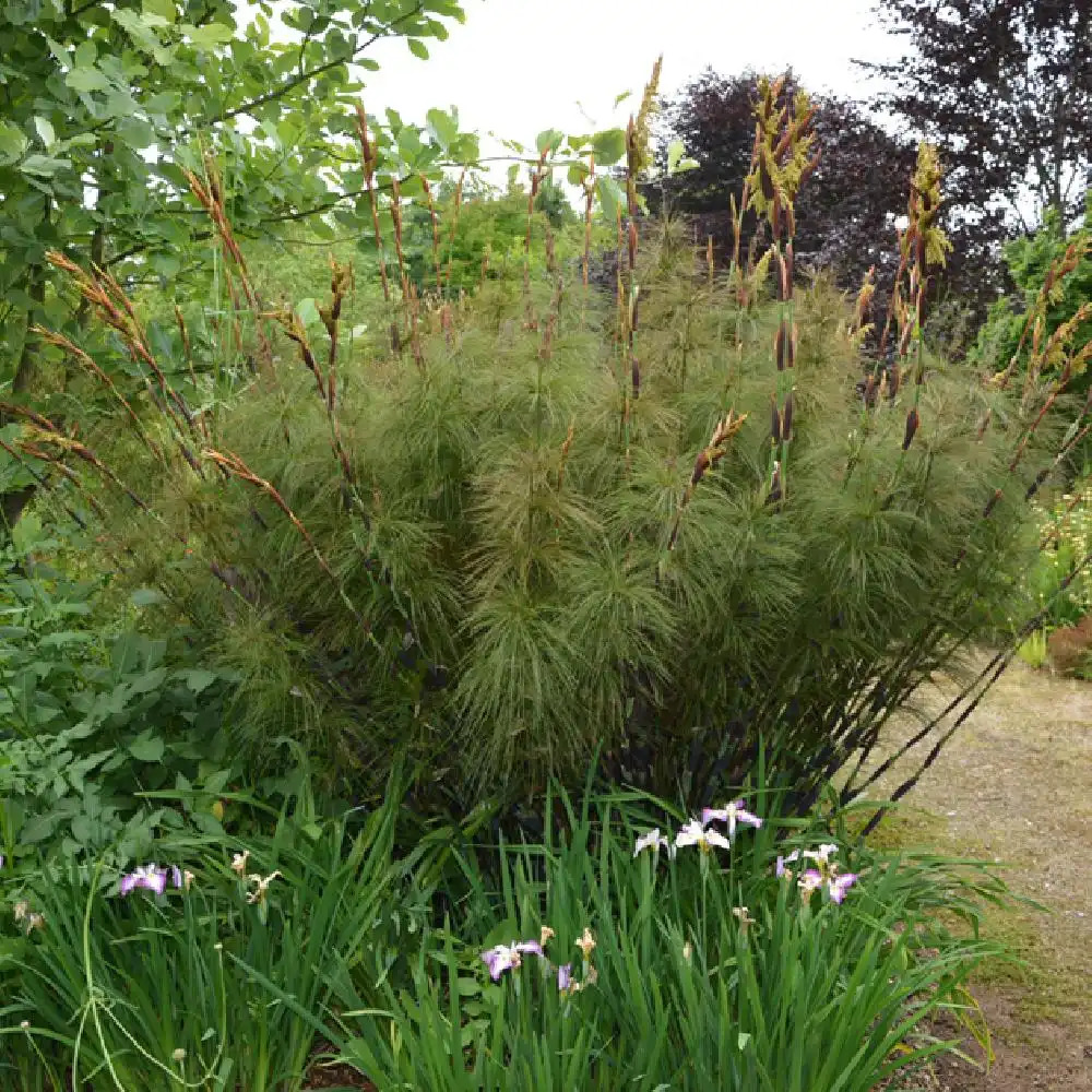 ELEGIA capensis.' image 2