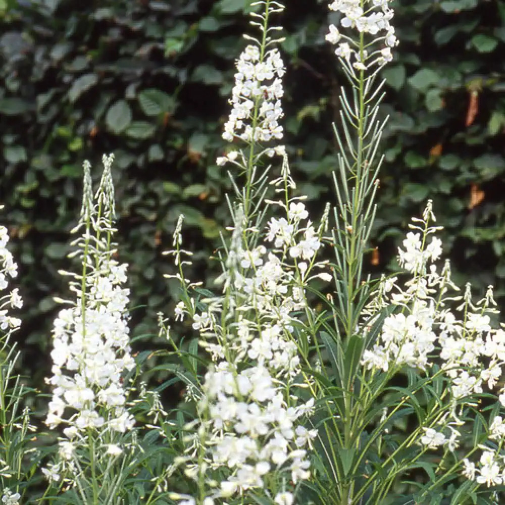 EPILOBIUM angustifolium 'Album'