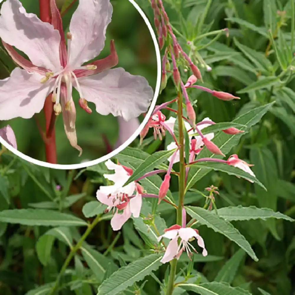 EPILOBIUM angustifolium 'Stahl Rose'