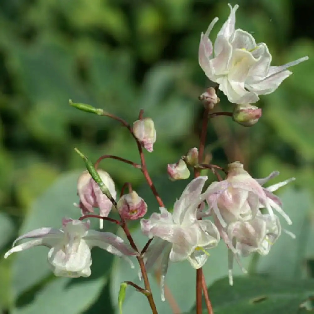 EPIMEDIUM 'Akebono'