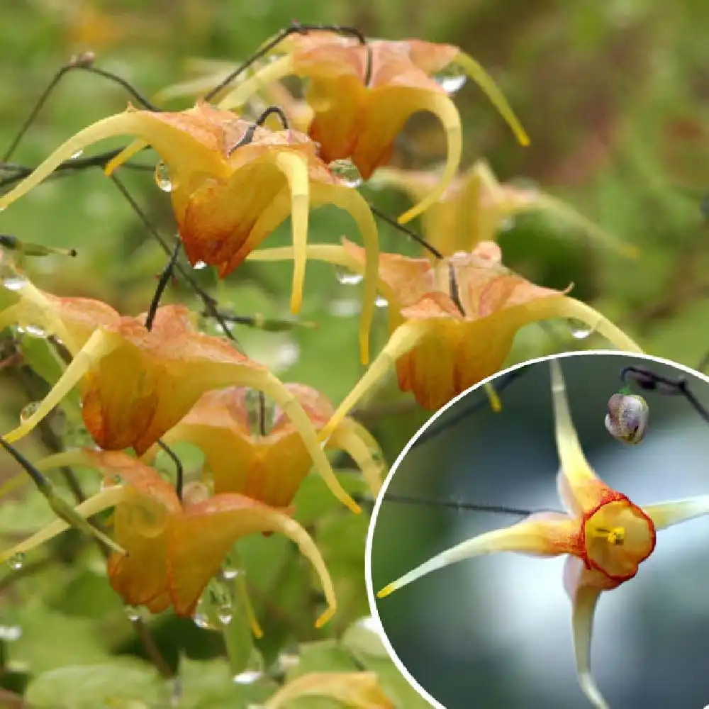 EPIMEDIUM 'Amber Queen'