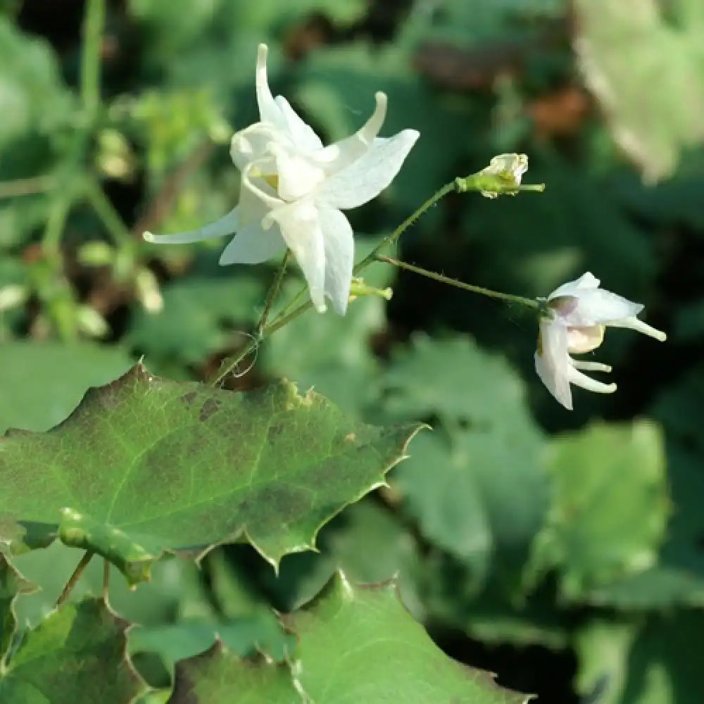 EPIMEDIUM pauciflorum