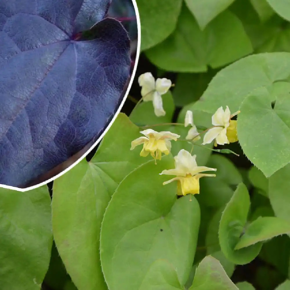 EPIMEDIUM pinnatum 'Black Sea'