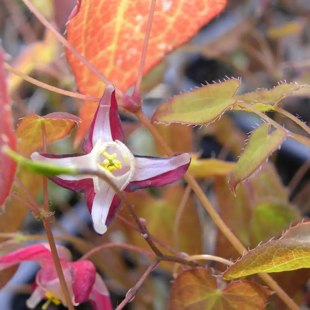 EPIMEDIUM rubrum